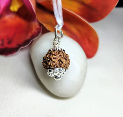 7 Mukhi Rudraksha Indonesia