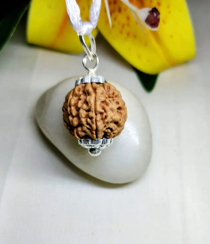 7 Mukhi Rudraksha Nepal