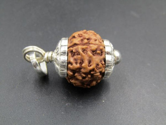 7 Mukhi Rudraksha Indonesia