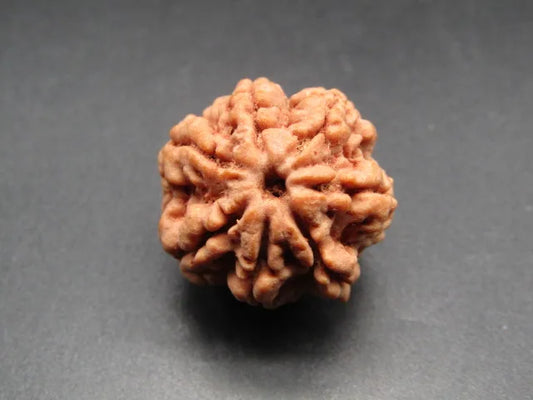 7 Mukhi Rudraksha Nepal