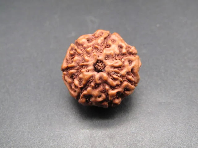 7 Mukhi Rudraksha Indonesia