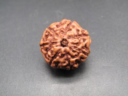 7 Mukhi Rudraksha Indonesia
