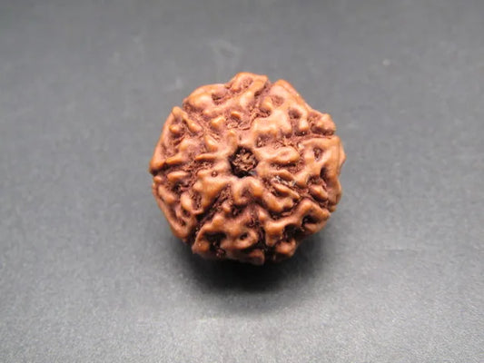 7 Mukhi Rudraksha Indonesia