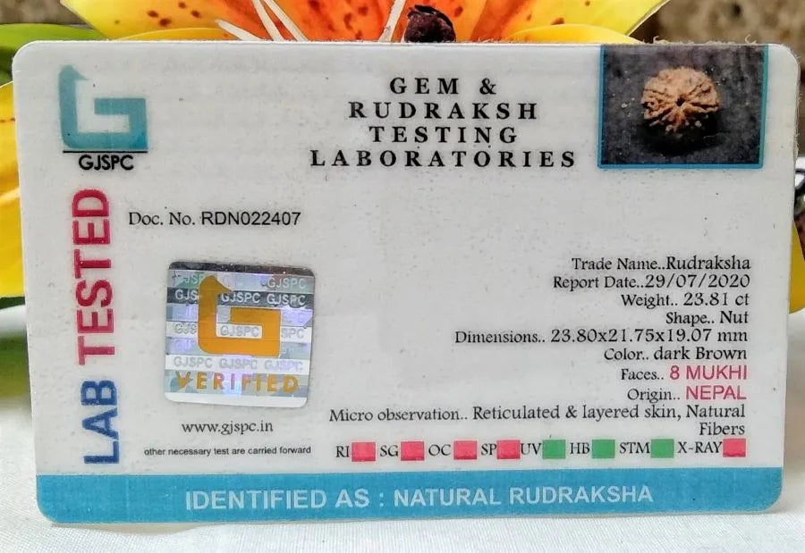 8 Mukhi Rudraksha Nepal 23 mm