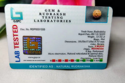 8 Mukhi Rudraksha Indonesia