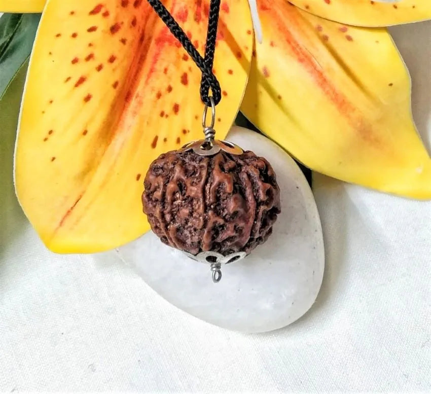 8 Mukhi Rudraksha Nepal 23 mm