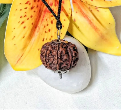 8 Mukhi Rudraksha Nepal 23 mm