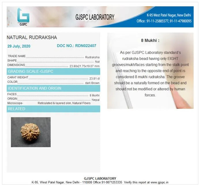 8 Mukhi Rudraksha Nepal 23 mm