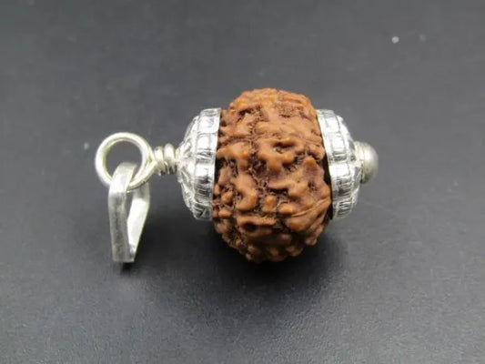 8 Mukhi Rudraksha Indonesia