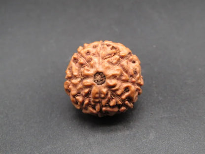 8 Mukhi Rudraksha Indonesia