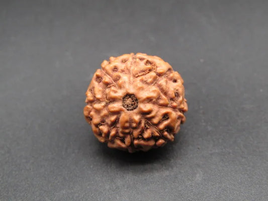 8 Mukhi Rudraksha Indonesia
