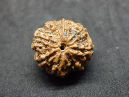 8 Mukhi Rudraksha Nepal 23 mm