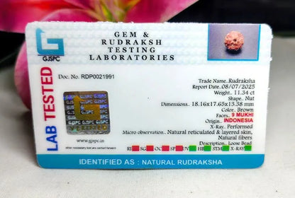 9 Mukhi Rudraksha Indonesia