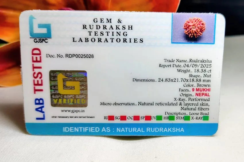 9 Mukhi Rudraksha Nepal 24 mm
