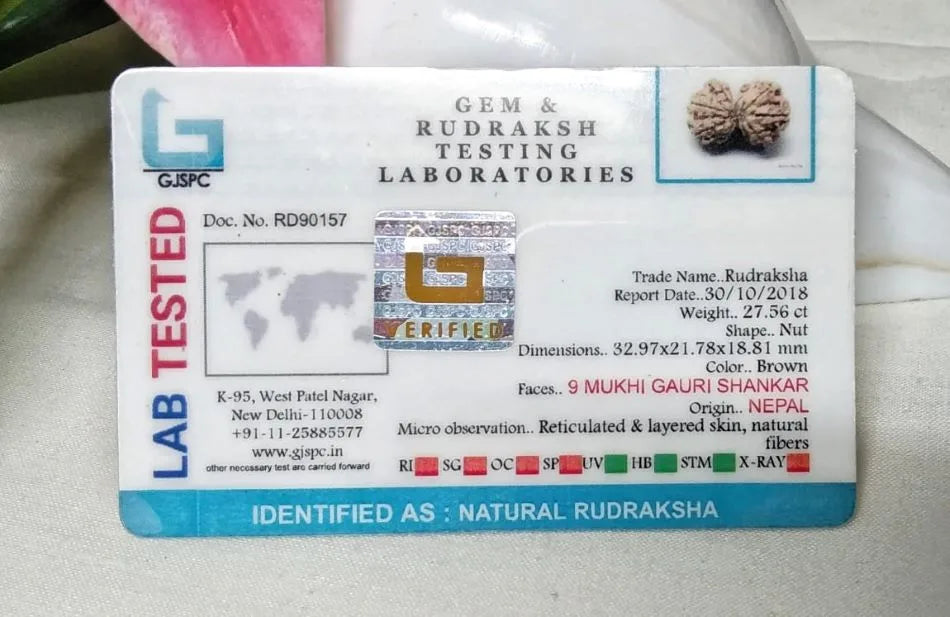 9 Mukhi Gaurishankar Rudraksha Nepal 32 mm