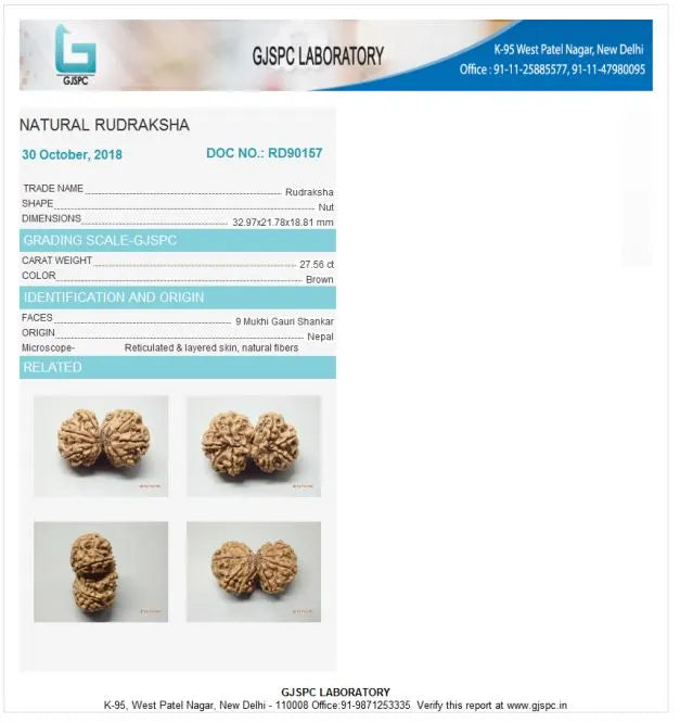 9 Mukhi Gaurishankar Rudraksha Nepal 32 mm