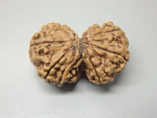 9 Mukhi Gaurishankar Rudraksha Nepal 32 mm