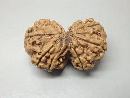 9 Mukhi Gaurishankar Rudraksha Nepal 32 mm