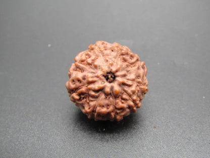9 Mukhi Rudraksha Indonesia