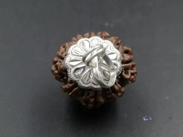 9 Mukhi Rudraksha Nepal 22 mm