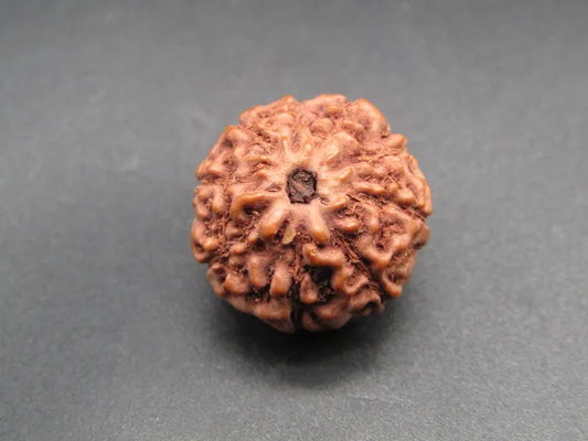 9 Mukhi Rudraksha Indonesia