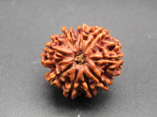 9 Mukhi Rudraksha Nepal 24 mm